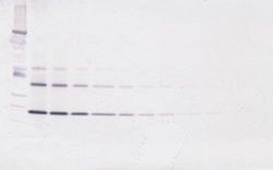 TNFRSF11B Polyclonal Antibody, Biotin, PeproTech , Invitrogen:Antibodies:Primary