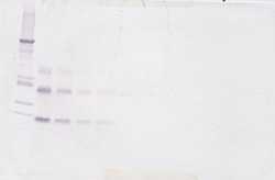 TNFRSF11B Polyclonal Antibody, Biotin, PeproTech , Invitrogen:Antibodies:Primary