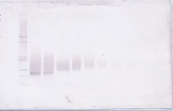 Invitrogen FGF17 Polyclonal Antibody, Biotin, PeproTech , Invitrogen 500