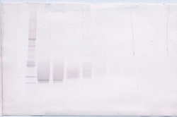 Invitrogen FGF17 Polyclonal Antibody, Biotin, PeproTech , Invitrogen 500