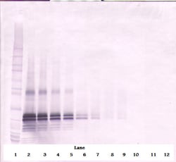 FGF17 Polyclonal Antibody, Biotin, PeproTech , Invitrogen:Antibodies:Primary