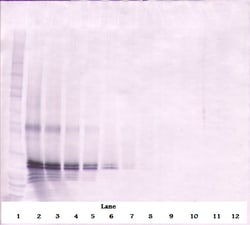 FGF17 Polyclonal Antibody, Biotin, PeproTech , Invitrogen:Antibodies:Primary