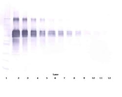 IL-12 p70 Polyclonal Antibody, PeproTech , Invitrogen:Antibodies:Primary