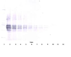 IL-12 p70 Polyclonal Antibody, PeproTech , Invitrogen:Antibodies:Primary