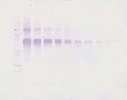 PeproTech IL-12 p70 Polyclonal Antibody, Biotin, PeproTech , Invitrogen