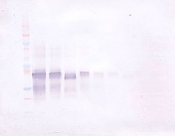 PeproTech IL-12 p70 Polyclonal Antibody, Biotin, PeproTech , Invitrogen