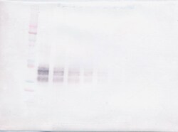 Invitrogen IL-12 p70 Polyclonal Antibody, PeproTech , Invitrogen 100 &mu;g;