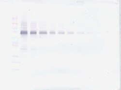 Invitrogen IL-12 p70 Polyclonal Antibody, PeproTech , Invitrogen 100 &mu;g;