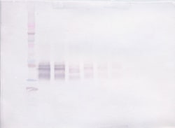 Invitrogen IL-12 p70 Polyclonal Antibody, Biotin, PeproTech , Invitrogen