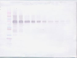 Invitrogen IL-12 p70 Polyclonal Antibody, Biotin, PeproTech , Invitrogen