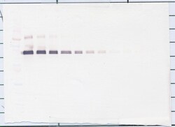 IL-12 p70 Polyclonal Antibody, PeproTech , Invitrogen:Antibodies:Primary