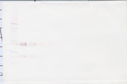 IL-12 p70 Polyclonal Antibody, PeproTech , Invitrogen:Antibodies:Primary