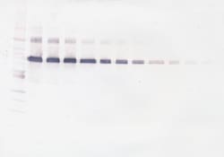 Invitrogen IL-12 p70 Polyclonal Antibody, Biotin, PeproTech , Invitrogen