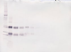 Invitrogen IL-12 p70 Polyclonal Antibody, Biotin, PeproTech , Invitrogen