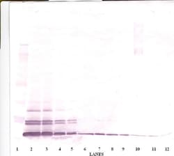 PeproTech Eotaxin 3 Polyclonal Antibody, PeproTech , Invitrogen:Antibodies:Primary