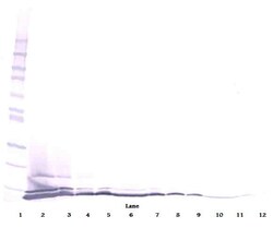 PeproTech Eotaxin 3 Polyclonal Antibody, PeproTech , Invitrogen:Antibodies:Primary