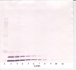 IGF1 Polyclonal Antibody, PeproTech , Invitrogen:Antibodies:Primary Antibodies