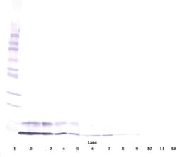IGF1 Polyclonal Antibody, PeproTech , Invitrogen:Antibodies:Primary Antibodies