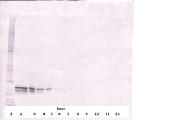 PeproTech FGF16 Polyclonal Antibody, PeproTech , Invitrogen:Anticuerpos:Anticuerpos