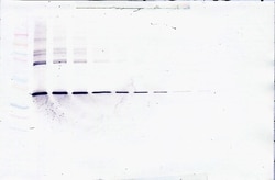 Invitrogen CLEC11A Polyclonal Antibody, PeproTech , Invitrogen 50 &mu;g;