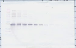 Invitrogen CLEC11A Polyclonal Antibody, PeproTech , Invitrogen 50 &mu;g;