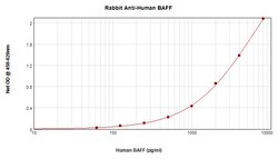 Invitrogen BAFF Polyclonal Antibody, PeproTech , Invitrogen 1 mg; Unconjugated:Antibodies,