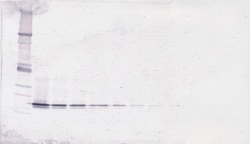 Invitrogen BAFF Polyclonal Antibody, Biotin, PeproTech , Invitrogen 500