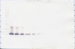 BAFF Polyclonal Antibody, PeproTech , Invitrogen:Antibodies:Primary Antibodies