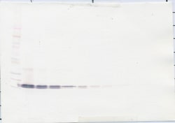 BAFF Polyclonal Antibody, PeproTech , Invitrogen:Antibodies:Primary Antibodies