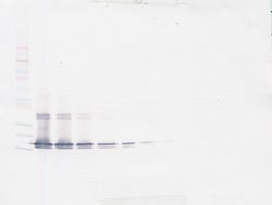 BAFF Polyclonal Antibody, Biotin, PeproTech , Invitrogen:Antibodies:Primary
