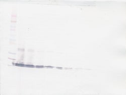 BAFF Polyclonal Antibody, Biotin, PeproTech , Invitrogen:Antibodies:Primary