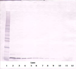 Invitrogen CXCL12 alpha (SDF-1 alpha) Polyclonal Antibody, PeproTech ,