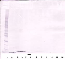 Invitrogen CXCL12 alpha (SDF-1 alpha) Polyclonal Antibody, PeproTech ,