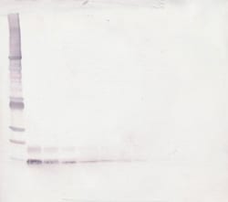 PeproTech CXCL12 alpha (SDF-1 alpha) Polyclonal Antibody, Biotin, PeproTech