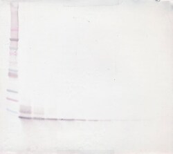 PeproTech CXCL12 alpha (SDF-1 alpha) Polyclonal Antibody, Biotin, PeproTech