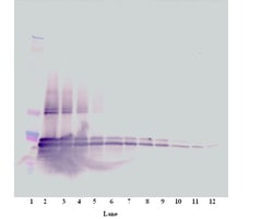 Invitrogen CD267 (TACI) Polyclonal Antibody, PeproTech , Invitrogen 50