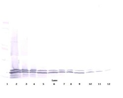 Invitrogen CD267 (TACI) Polyclonal Antibody, PeproTech , Invitrogen 50
