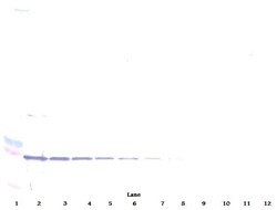 CD137 Polyclonal Antibody, Biotin, PeproTech , Invitrogen:Antibodies:Primary