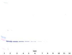 CD137 Polyclonal Antibody, Biotin, PeproTech&reg;, Invitrogen&trade;:  