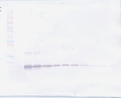 TNFR2 (soluble) Polyclonal Antibody, Biotin, PeproTech , Invitrogen:Antibodies:Primary