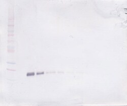 TNFR2 (soluble) Polyclonal Antibody, Biotin, PeproTech , Invitrogen:Antibodies:Primary