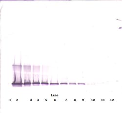 Invitrogen 4-1BB Ligand Polyclonal Antibody, PeproTech , Invitrogen 1 mg;