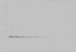 4-1BB Ligand Polyclonal Antibody, Biotin, PeproTech , Invitrogen:Antibodies:Primary