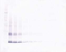 PeproTech IL-15 Polyclonal Antibody, Biotin, PeproTech , Invitrogen:Antibodies:Primary