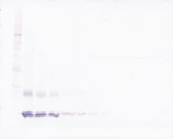 PeproTech IL-15 Polyclonal Antibody, Biotin, PeproTech , Invitrogen:Antibodies:Primary