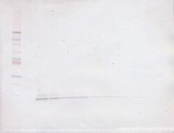 Invitrogen EGF Polyclonal Antibody, PeproTech , Invitrogen 50 &mu;g; Unconjugated:Antibodies,
