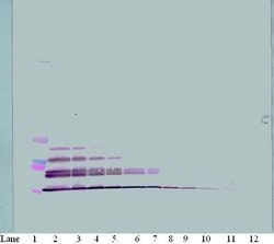 Invitrogen MDC Polyclonal Antibody, PeproTech , Invitrogen 50 &mu;g; Unconjugated:Antibodies,