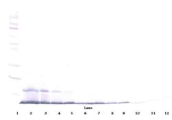 Invitrogen MDC Polyclonal Antibody, PeproTech , Invitrogen 50 &mu;g; Unconjugated:Antibodies,