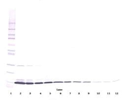 IL-3 beta Polyclonal Antibody, Biotin, PeproTech , Invitrogen:Antibodies:Primary
