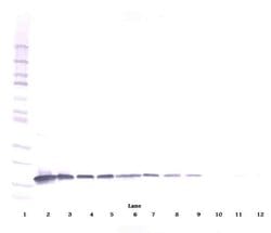 IL-3 beta Polyclonal Antibody, Biotin, PeproTech , Invitrogen:Antibodies:Primary